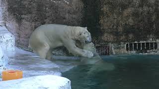 お別れまであと40日【イッちゃんは天王寺動物園を離れます】ヤンキー立ちでママに対抗🐻‍❄️ The mother leaves here. The daughter will be alone.