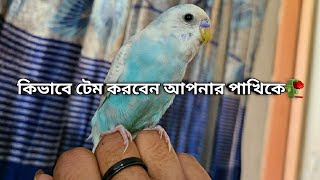 যেকোনো পাখিকে সহজে টেম করার নিয়মগুলো জেনে নিন | বাজরিগার পাখি টেম করার  উপায় | পাখি পোষ মানানোর উপায়