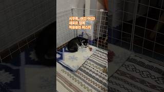 아직 엉아 집이 낯선 허스키 하울이