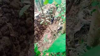 മസനാഗുഡി വഴി ഊട്ടിയിലൊട്ടൊരു യാത്ര 🤣🤣#catvideos #cute #love #comedy