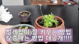 벌레잡이(꽃벌레잡이, 모종 내는 법, 축 만들기, 옮겨심는 방법, 벌레잡이 키우는 방법)