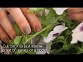 ultimate petunia care guide repotting pruning and fertilizing tips