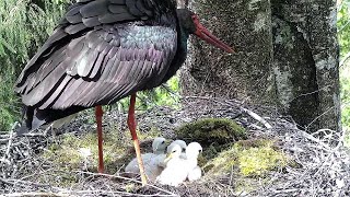 Must-toonekurg 2~Dad is feeding his storklets! #6 is in front of table~10:53 AM 2022/05/28