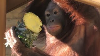 チェリアとパイナップル　Ceria with Pineapple  オランウータン　多摩動物公園