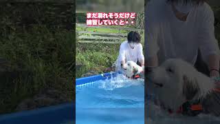 普通に溺れるカナヅチな超大型犬がめちゃくちゃ頑張る動画 #shorts