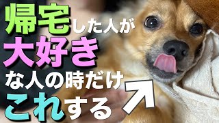 犬は帰ってきた人が大好きな時だけこの行動をします。