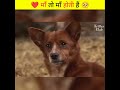 एक puppy की माँ गाय कैसे 😯 wait for end animal story shorts humanity