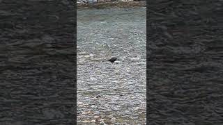 長野　上高地　小鳥 bird 自然探勝ゾーン　Nagano KamiKochi Exploring zone　紅葉　autumn leaves🍁