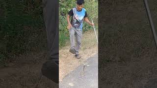 how to rescue Kobra snake  #Kobra snake bites #poisonous kobra