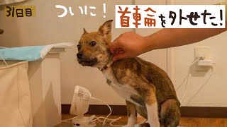 牧場に捨てられてた犬との生活31日目 首輪を外すことができました