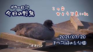 ギター日記　今日の野鳥　・　まつぶし緑の丘公園　2021年7月20日