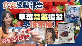 夭壽！A肝莓吃下肚！但台灣有安心草莓 米其林食材在“這”！台莓農：開放日本草莓兩禁藥恐洗不掉！該怎麼吃呢？【#食安趨勢報告 26】(CC字幕)