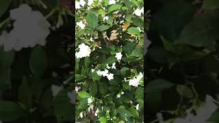 ផ្កានួនស្រី ( Nounsrey flower ) #short