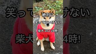 柴犬コロ 笑ってはいけない犬😂 予告！ #shorts #柴犬コロ #おもしろ #かわいい #爆笑 #予告 #shibainu #dog