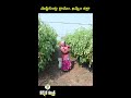 ఎకరాకు 100 టన్నులు టమాటా పండించిన రైతు tomato farming in pandal systed karshaka mitra shorts