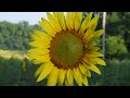 nature sounds sunflowers at sunrise