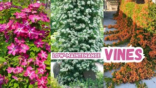 9 Low-Maintenance Vines for Busy Gardeners | Easy to Grow Vines!