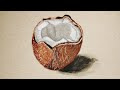 Coconut Drawing |easy coconut drawing #coconut #coconutdrawing #art #realisticdrawing #easydrawing