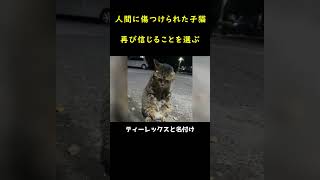 両足を失った子猫、ある女性との出会いで猫生が大きく変わる