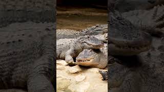 CROCODILE FACTS : You won't Believe