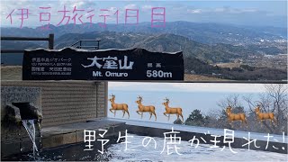 【伊豆旅行】念願の大室山と風月無辺に泊まったら野生の鹿が現れた！