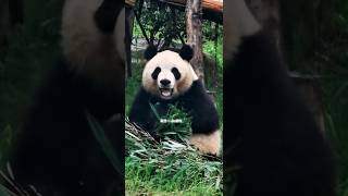 清晨微雨微笑的小二狗 #大熊猫润玥 #panda