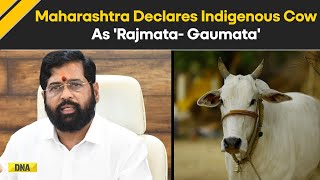 Maharashtra: Maharashtra Cabinet Approves 'Rajya Mata' Title For Indigenous Cows Ahead Of Polls