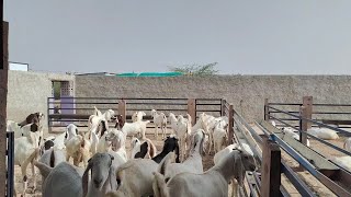 Golden Goat Farm Pipar Full Tour | Sojat Ka Samundar |