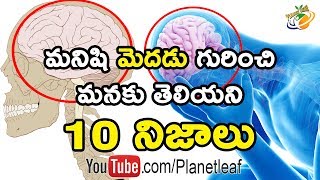 Top 10 Unknown And Mind Blowing Facts About Human Brain | మనిషి మెదడు గురించి 10 షాకింగ్ నిజాలు | CC