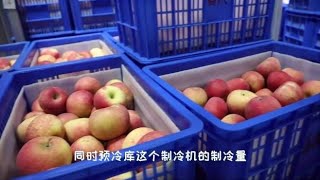 产地冷藏保鲜设施小知识：什么是预冷库？