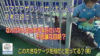 【アザラシ】見習うべきサン太くんの特別な思考回路？(笑)　（伊勢シーパラダイス／水族館）