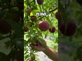 picking plums shorts