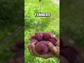 picking plums shorts