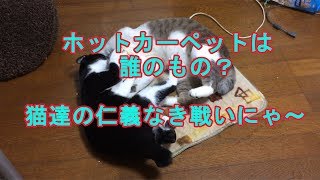 猫達の仁義なき戦い！　ホット―カーペット争奪戦ｗ