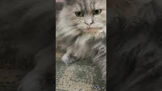 Fluffy Grey Cat #trending#shorts#grey#cat#kitcat