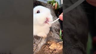 可愛的小兔子吃豆芽菜。Cute little bunny eats bean sprouts. かわいいウサギはもやしを食べます。 #cutepet #rabbit #pets #bunny