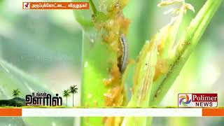 மக்காச்சோளம் மற்றும் வெங்காயப் பயிர்கள் நோயினால் சேதமாகி வருவதால் விவசாயிகள் கவலை