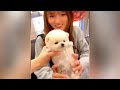 cute pomeranian puppies doing funny things 8 cute and funny dogs 2024 vn pets