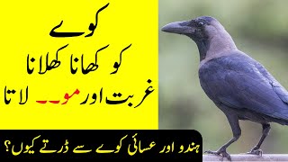 Crow In Islam | Kauwa Ko Kya Kahate Hain | Islami Baat