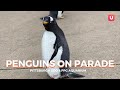 Penguins on Parade at the Pittsburgh Zoo and PPG Aquarium