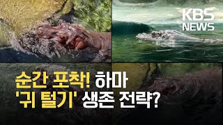 [글로벌K] 하마 귀의 움직임 포착한 영상 화제 / KBS 2021.06.24.