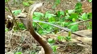 SNAKE DRINKING WATER (మీరు  పాము నీళ్ళు తాగడం చూసారా )