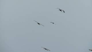 Ross's Goose at Beef Teaching Unit, Gainesville Fl, 11/27/13