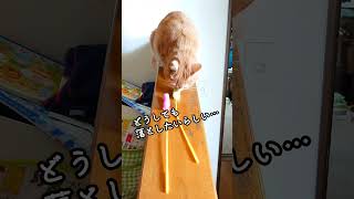 どうしても猫じゃらしを落としたい猫と落とさせたくない飼い主【保護猫むぎ】#shorts