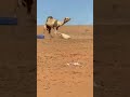 brutal ataque de camello a burro camello mata a burro