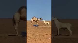 Brutal ataque de camello a burro, camello mata a burro