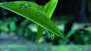 Rain at Night in Hawaii | Sleep, Study, Relax | White Noise Rainstorm Sounds