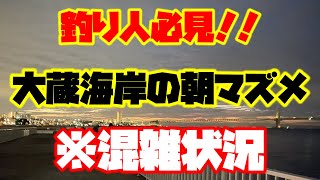 大蔵海岸【朝マズメ】混雑調査！！青物　ショアジギ　太刀魚　エギング