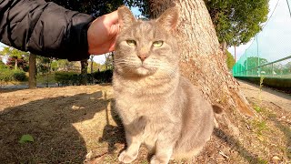 トトロ猫がゴロンと寝転がってわがままボディをモフらせてくれた