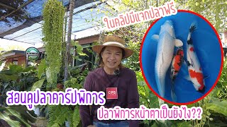 สอนดูปลาคาร์ปพิการ ปลาพิการหน้าตาเป็นไง | มีแจกปลาฟรีในคลิป ?!